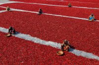 14 - WOMEN COLLECTING DRY CHILIES - ROHAN MD TANVEER HASSAN - bangladesh